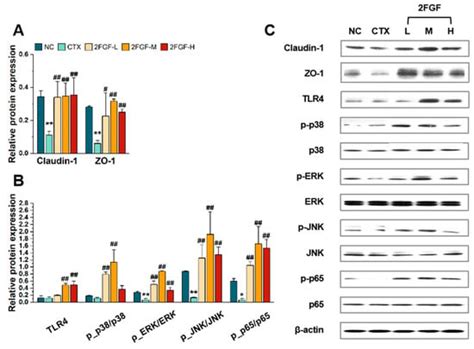 Immunomodulatory Effects of a Prebiotic Formula with 2′-Fucosyllactose ...