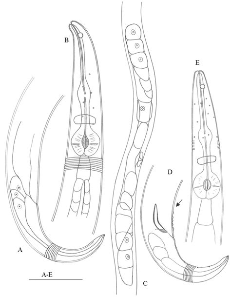 Two New Free-Living Marine Nematode Species of the Genus Haliplectus Cobb, 1913 (Haliplectidae ...