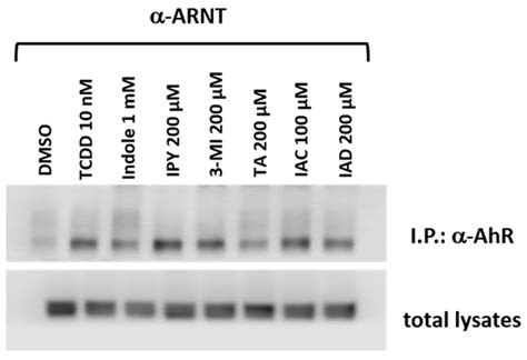Gut Microbial Catabolites of Tryptophan Are Ligands and Agonists of the ...