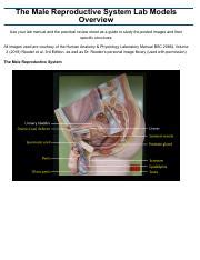 Image result for Male Reproductive Lab Model