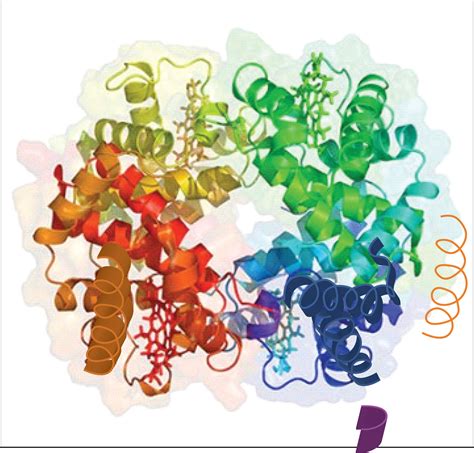 Quaternary Protein Structure