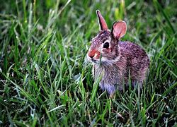 Image result for Wild Baby Bunnies and Their Breed