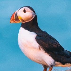 Image result for Deep Sea Blue Color Code