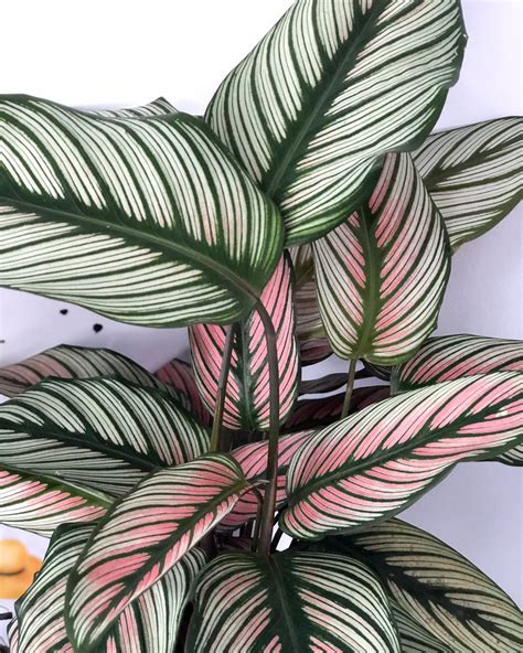 BubbleBlooms Rare Calathea Stella Variegated Prayer Plant, Green and White- 4 Inch - Walmart.com