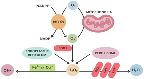 Oxidative Stress and Neurodegeneration: Insights and Therapeutic ...