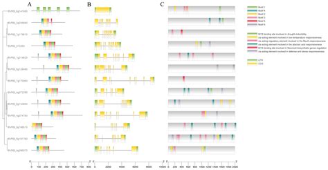 Comprehensive Genome-Wide Identification and Characterization of the ...