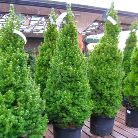 Picea glauca Conica - Dwarf Alberta Spruce - Extra Large circa 100cm ...