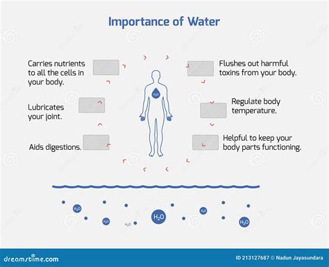 Importance Of Water Infographic - Water, Health, Importance, Vector EPS 10 | CartoonDealer.com ...