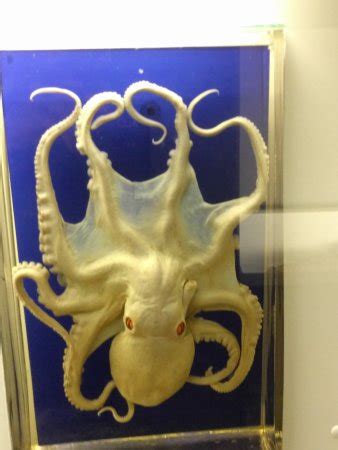 Senckenberg Natural History Museum (Naturmuseum Senckenberg) (Frankfurt ...