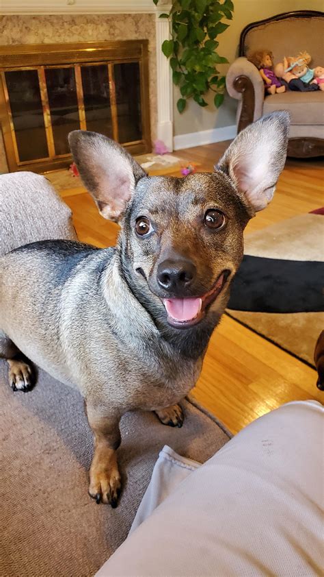 Meet Lucy. 3 year old dotson/chihuahua mix that was rescued by my ...