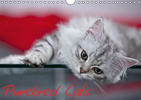 Purebred Cats (UK-Version) 2019: Gorgeous Cats at Home (Calvendo ...