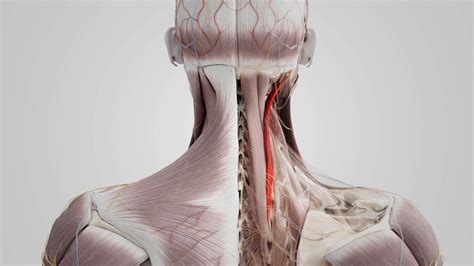 Longissimus Capitis Cat