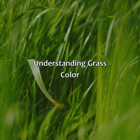 What Color Is Grass - colorscombo.com