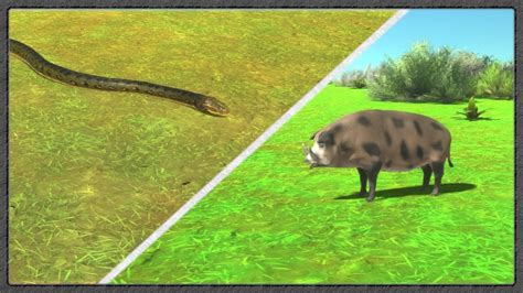 Image result for Python vs Cow