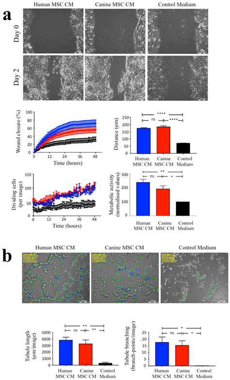 An In Vitro Comparison of the Neurotrophic and Angiogenic Activity of ...
