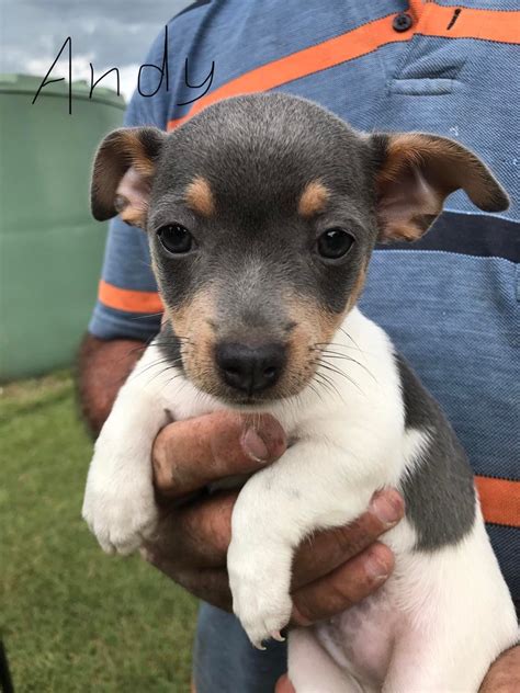 Mini Fox Terrier - TUNGAMULL - PetsForHomes