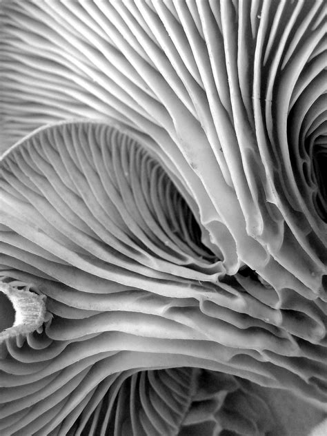 Pilzlamellen Organic Structure, Natural Structures, Natural Forms, Organic Shapes, Natural ...