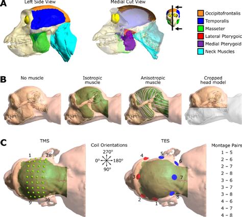Muscle Head Model Computer Graphics Simulation 的图像结果