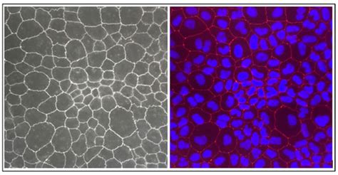 In Vitro Assessment of Cortisol Release Inhibition, Bioaccessibility ...