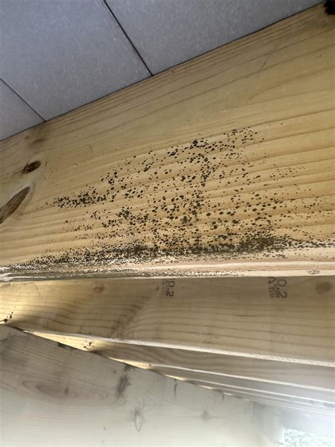 Mold forming under deck on joists? : r/Decks