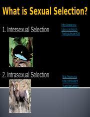 Image result for Intrasexual Selection Drawing