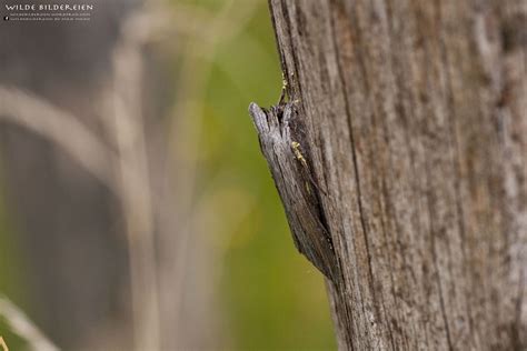 Camouflage Butterfly