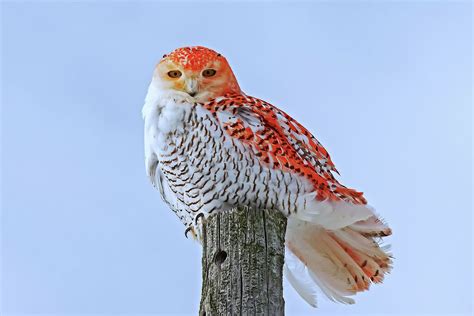 Bing Rare Animals