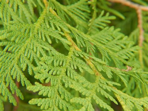 White Cedar - Thuja Occidentalis | Conifers | Cold Stream Farm