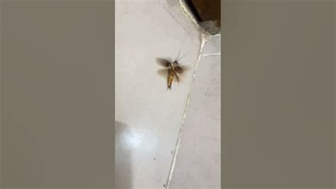 Cockroach Dance Song 的图像结果