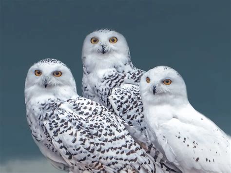 What is a Group of Owls Called? (Complete Guide) | Birdfact