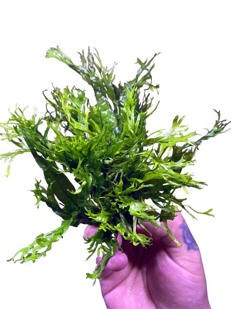 Image result for Windelov Java Fern