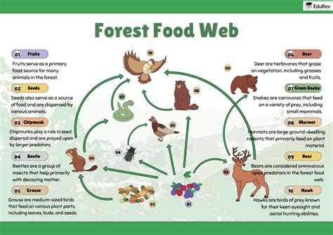 Infographics Forest Food Web - Science Class 10 PDF Download