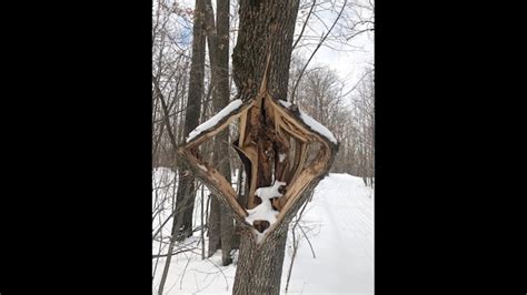 Exploding Tree Cold 的图像结果