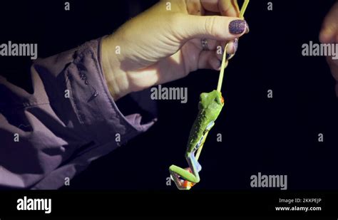 Image result for Tree Frog Catching