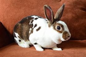 Image result for Brown White Spotted Bunny