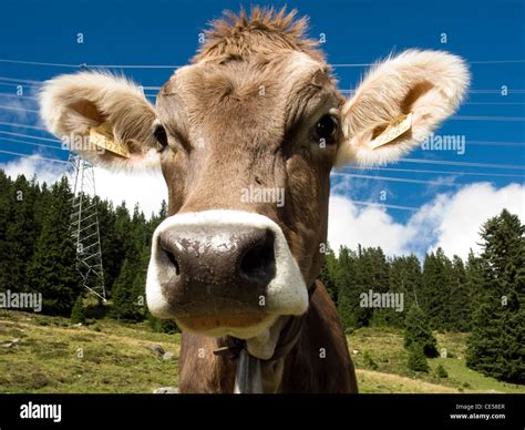 Close-up cow's face, Austria Stock Photo - Alamy
