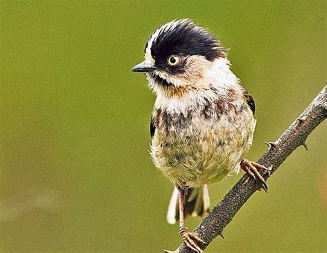 Wildlife biologist from Mumbai creates new record mapping 1,128 bird ...