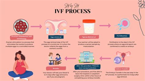 IVF Procedure Explained 的图像结果