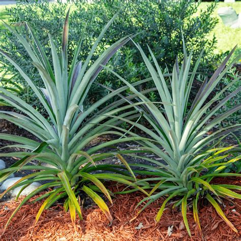 Pembroke Pines Florida Flooring Services - DE ARMAS WOOD FLOORS