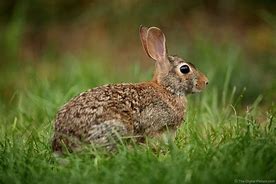 Image result for Cottontail Rabbit Facts