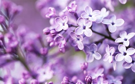 Lavender Color Flower Wallpaper
