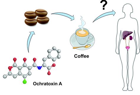 Occurrence of Ochratoxin A in Coffee: Threads and Solutions—A Mini-Review
