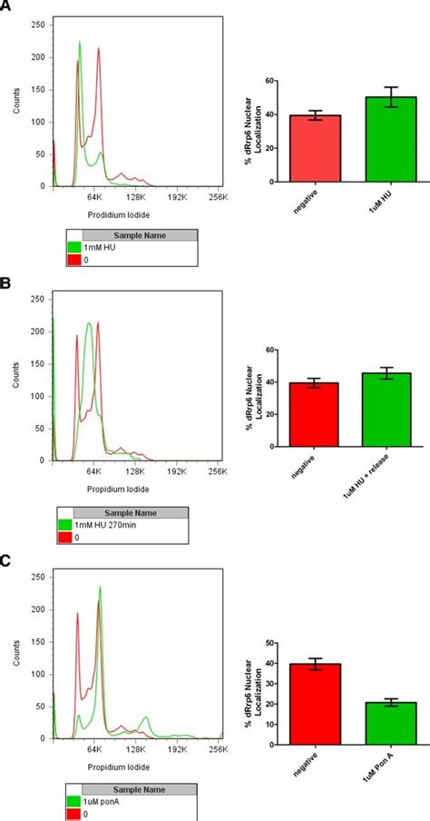 Image result for Cell Cycle Synchronization