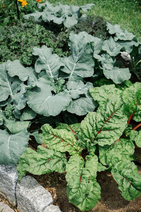 10 Best Nasturtium Companion Plants to Pair in Your Garden