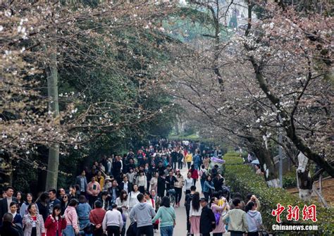 武汉大学樱花盛开 烂漫满城-荔枝网图片