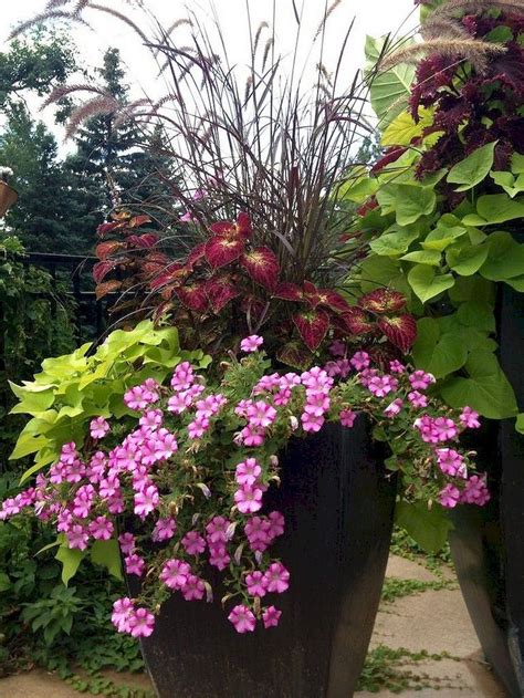 Patio Container Plants For Shade at Doreen Berry blog