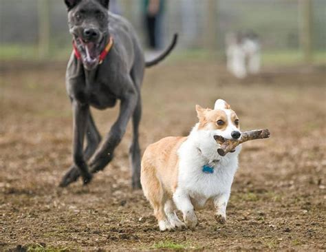 Dog parks in San Luis Obispo County | San Luis Obispo Tribune