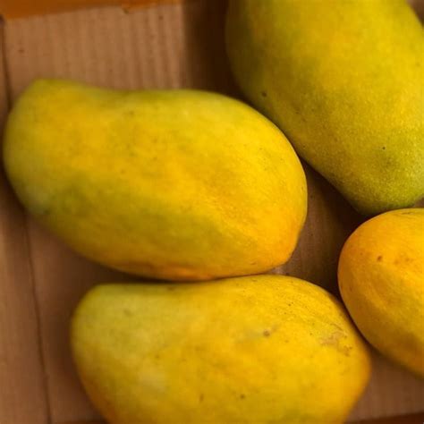 Pedda Rasalu Mango Live Plant (Mangifera indica) – veliyathgardens