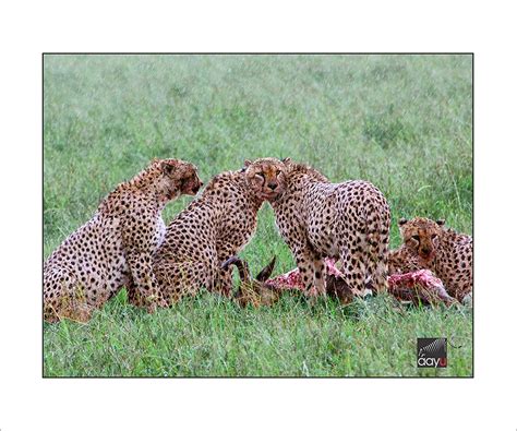 Buy AAYU Wall Frame Cheetah Group(AAYU5_Wodden Frame) Online at Low ...