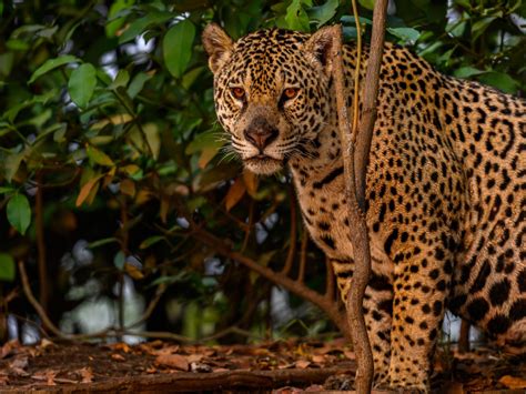 Download wallpaper face, nature, Jaguar, sitting, section cats in ...